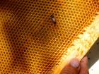 Бджола на сотах